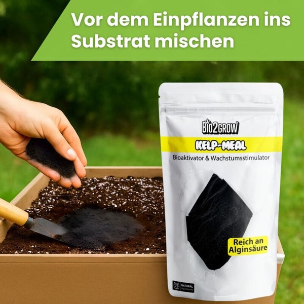 Bio2Grow Kelp Meal Bioaktivator und Wachstumsstimulator Packung neben Pflanzgefäß mit Substrat