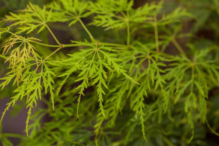 Acer palmatum 'Dissectum', Japanischer Ahorn, filigran, 30–40 cm