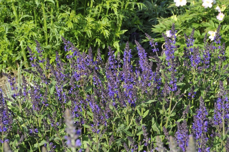 Salvia nemorosa 'Viola Klose', Steppensalbei, violett, ca. 9x9 cm Topf