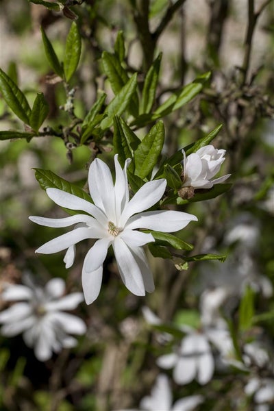 Magnolia stellata, Sternmagnolie, weiß, 60–80 cm