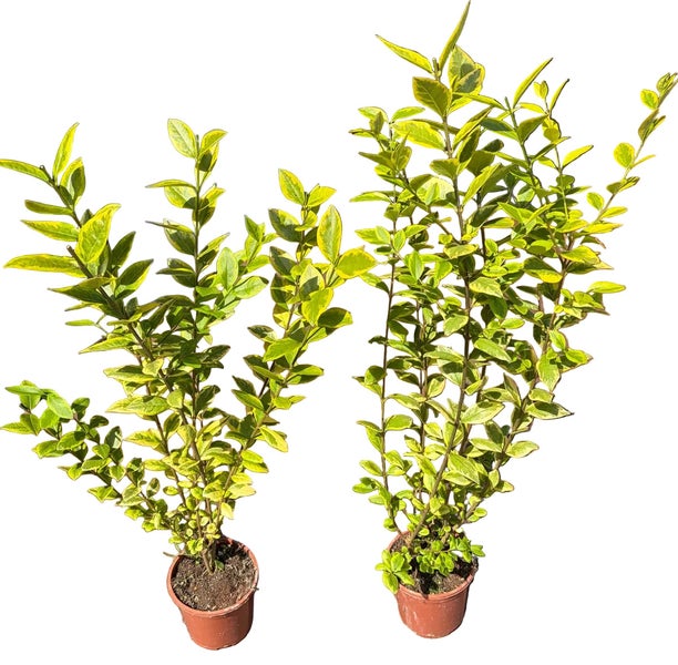 Zwei Exemplare eines Spindelstrauch Euonymus in runden Kunststofftöpfen mit panaschierten Blättern.