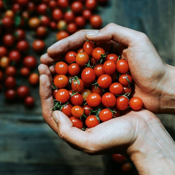 Zwei Hände halten eine Fülle von frischen, reifen Kirschtomaten, teilweise mit grünen Stielansätzen.