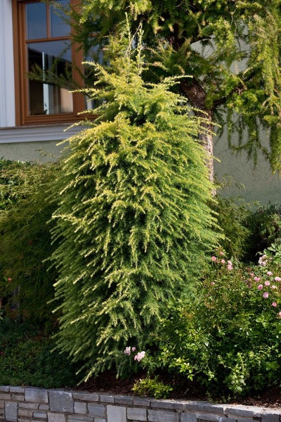 Larix kaempferi, Japanische Lärche, 40–60 cm