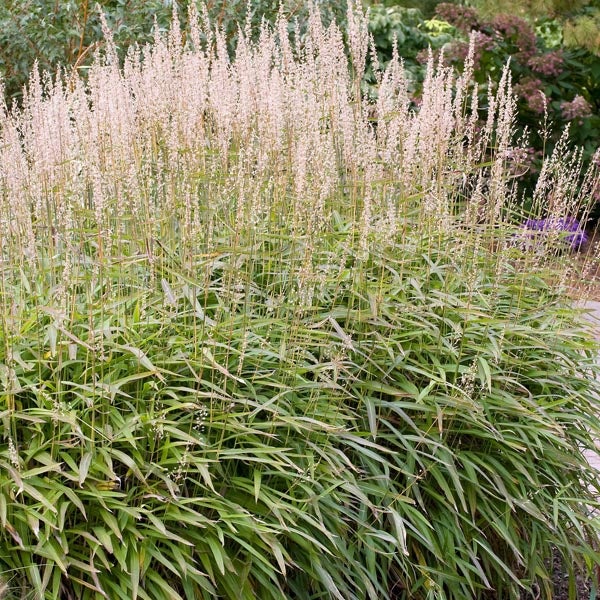 Hohes Ziergras mit langen Halmen und filigranen Blütenrispen