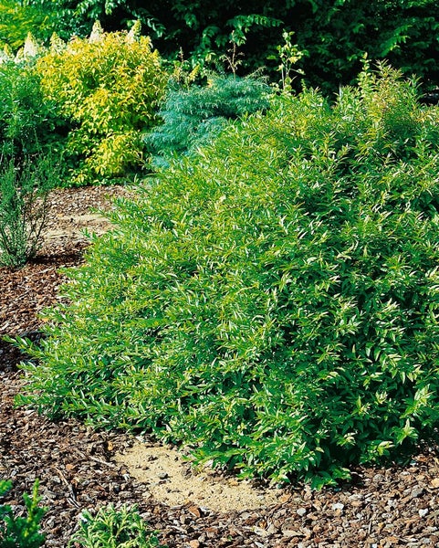 Ligustrum vulgare 'Lodense', Gewöhnlicher Liguster, kompakt, 40–60 cm