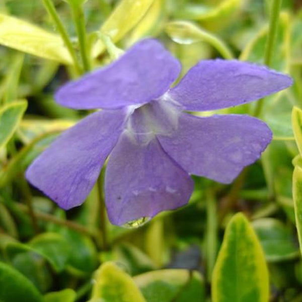 Im Bild ist eine Einzelblüte des Kleinen Immergrüns zu sehen.