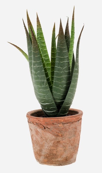 Sansevieria Spiky mit dicken, spitzen, grünen Blättern, hellen Querstreifen und dunklen Blattspitzen.