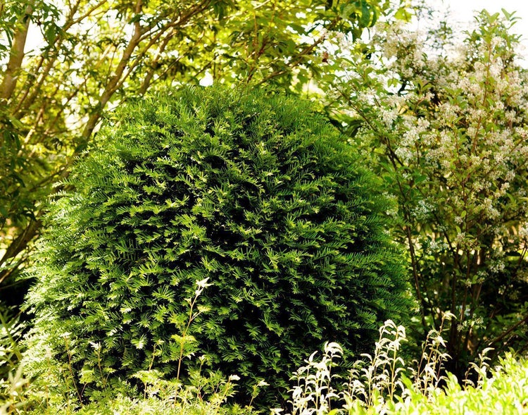 Taxus baccata 'Hessei', Eibe, 80–100 cm, immergrün