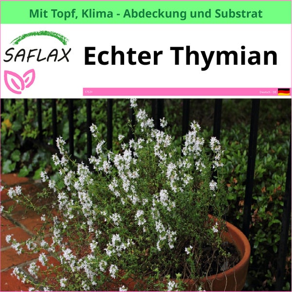 Echter Thymian im Topf mit Klimaabdeckung und Substrat von Saflax