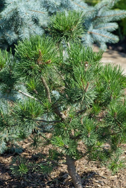 Pinus contorta, Küsten-Kiefer, 40–60 cm