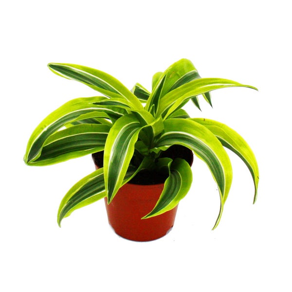 Teppich mit abstraktem Marmormuster