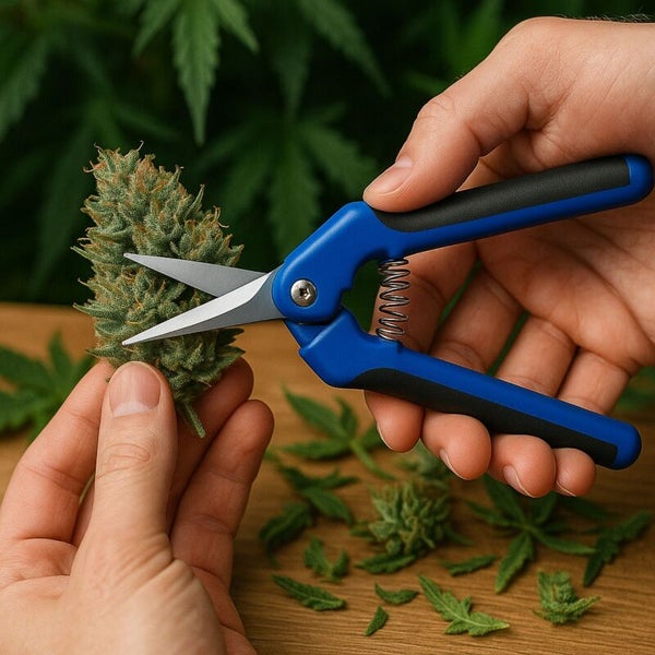 Gartenschere schneidet Blätter einer Pflanze