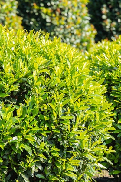 Prunus laurocerasus 'Caucasica', Kirschlorbeer, immergrün, 80–100 cm