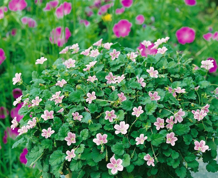 Erodium x variabile 'Roseum', Storchschnabel, rosa, ca. 9x9 cm Topf