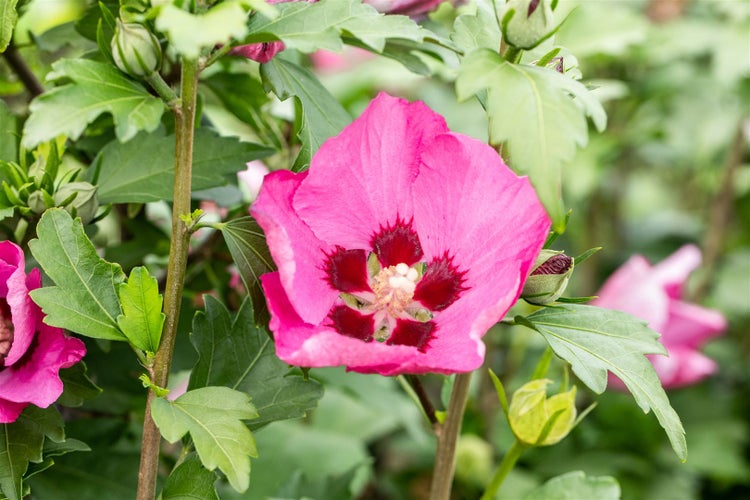 Hibiscus syriacus 'Woodbridge', Roseneibisch, rosa Blüten, 80–100 cm