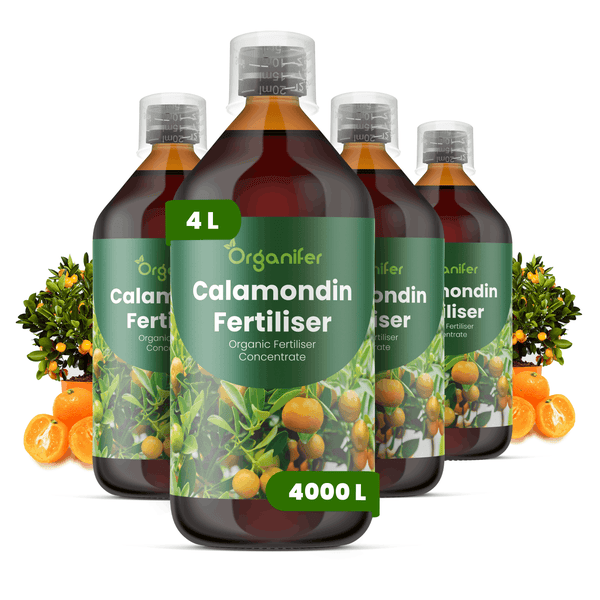 Organifer Calamondin-Dünger, organisches Düngerkonzentrat, 4 Liter Flasche, ergiebig für 4000 Liter Gießwasser.