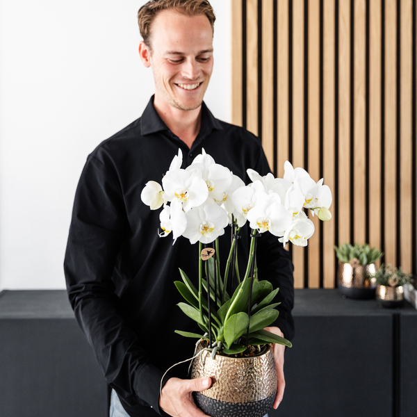 Mann hält eine weiße Orchidee im Topf