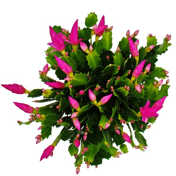 Weihnachtskaktus mit pinken Blütenknospen und grünen Gliedern in der Draufsicht.
