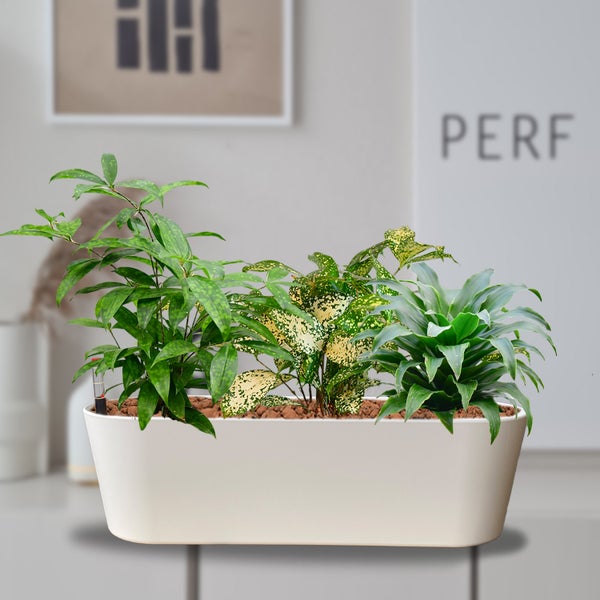 Arrangement aus Zimmerpflanzen in einem Pflanzgefäß für den Innenbereich