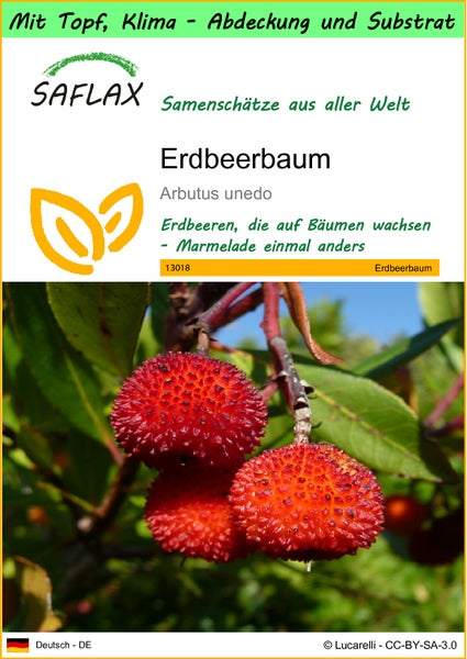 SAFLAX Garden to go - Erdbeerbaum - Arbutus unedo - 50 Samen - Mit Topf, Klima - Deckel und Anzuchtsubstrat