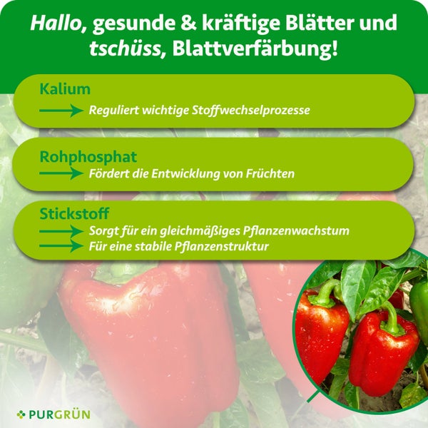 Infografik über Kalium, Rohphosphat und Stickstoff für Pflanzenwachstum und Fruchtbildung am Beispiel von Paprika. PURGRÜN Logo.