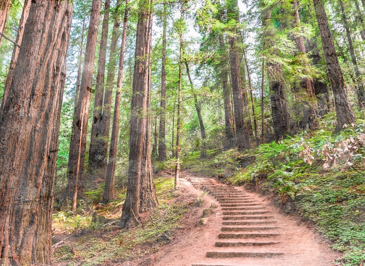 Fototapete mit einem hellen Wald aus hohen Mammutbäumen und einer Treppe aus Holz auf einem natürlichen Pfad.