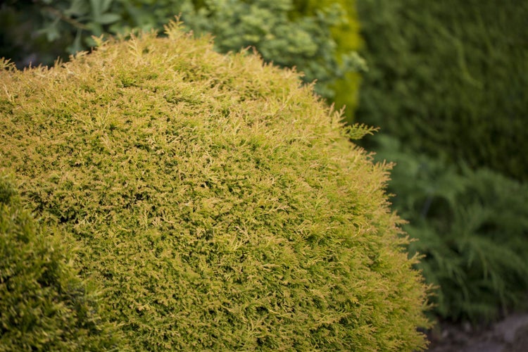 Thuja occidentalis 'Rheingold', Lebensbaum, goldgelb, 50–60 cm