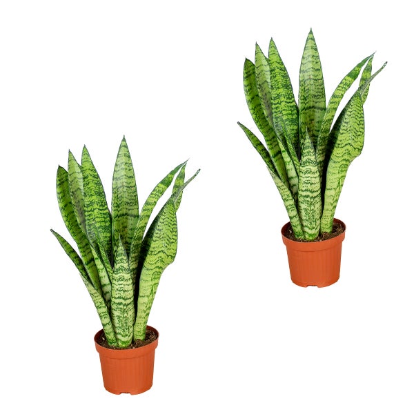 Sansevieria 'Zeylanica' pro 2 Stück | Zimmerpflanze im Kinderzimmertopf cm9 cm - ↕20-30 cm