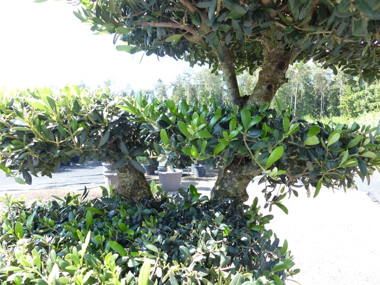 Olivenbaum 4 Pon Pon Bonsai Formgehölz Gartenbonsai Olea europaea Olive winterhart
