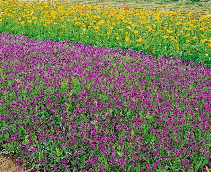Feld mit Reihen von lila und gelben Blumen.
