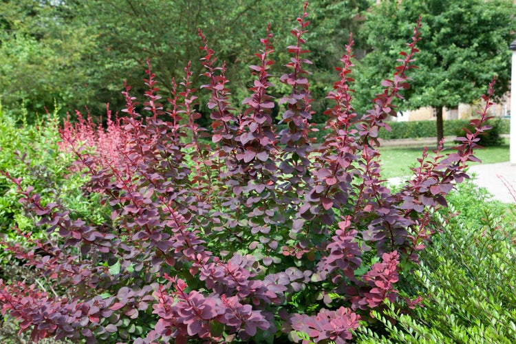 Berberis ottawensis 'Superba', Blutberberitze, rotlaubig, 40–60 cm