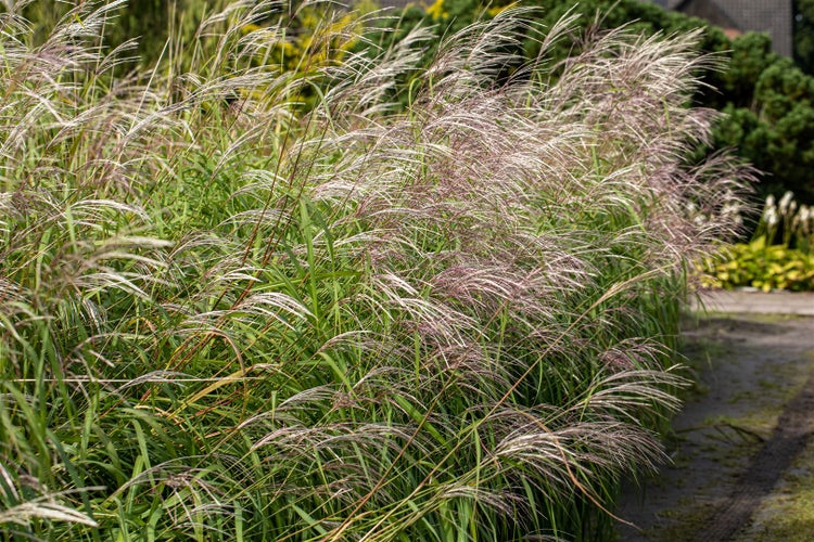 Miscanthus sinensis 'Rotsilber', Chinaschilf, rot-silber, 3-5 L Container