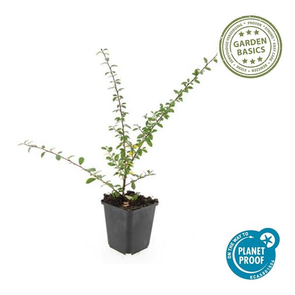 Garden Basics Gartenpflanze in einem schwarzen Kunststofftopf mit Planet Proof Zertifizierung.