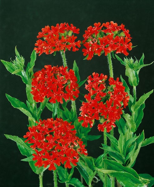 Lychnis chalcedonica, Brennende Liebe, leuchtend rot, ca. 9x9 cm Topf