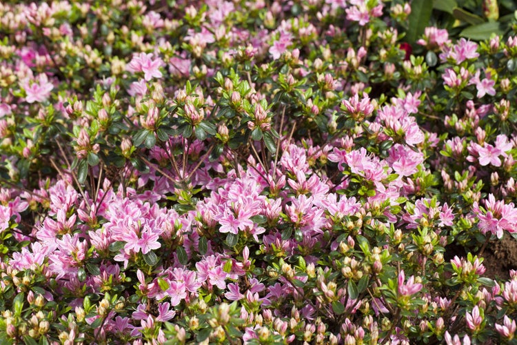 Rhododendron obt. 'Kermesina Rose', rosa Blüten, 30–40 cm