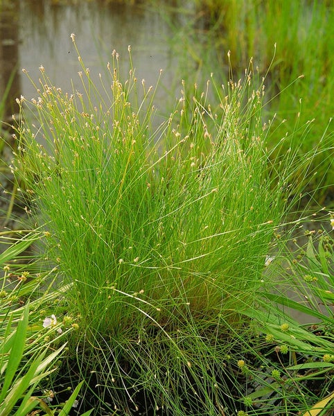 Eleocharis acicularis, Sumpf-Schachtelhalm, ca. 9x9 cm Topf