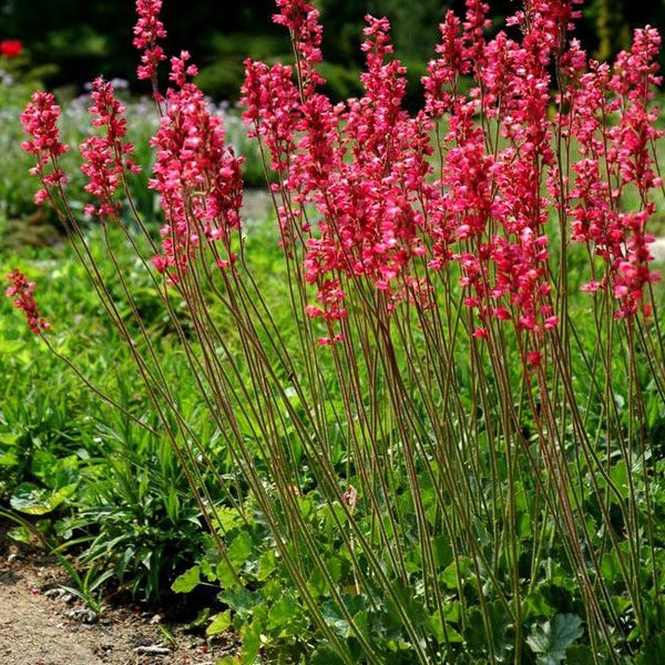 Heuchera mit roten Blüten im Garten.