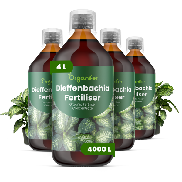 Organifer Dieffenbachia Dünger, 4 Liter Bio-Dünger-Konzentrat, ausreichend für 4000 Liter, 4 Flaschen.