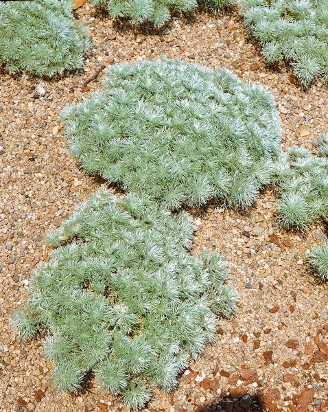 Artemisia schmidtiana 'Nana', Silberwermut, kompakt, ca. 9x9 cm Topf
