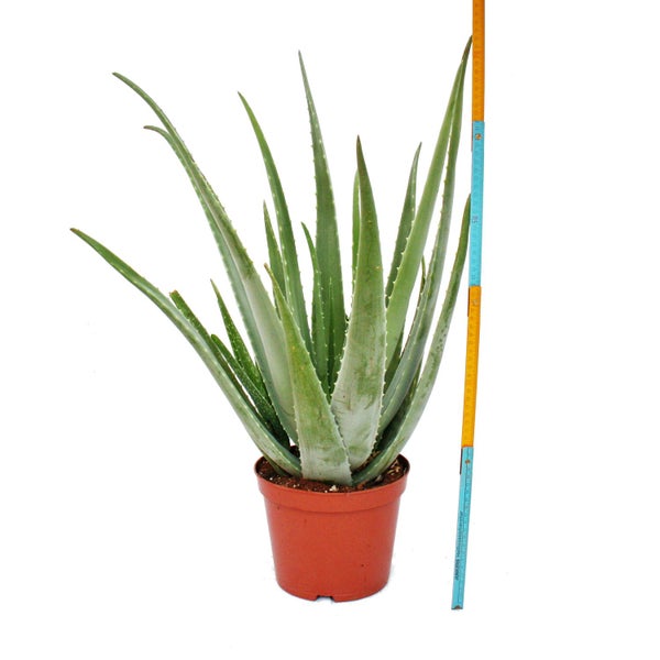 Aloe Vera - ca. 7-8 Jahre alt - 21cm Topf, riesige und sehr alte Pflanze