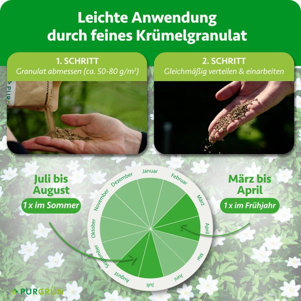 Anwendung von Krümelgranulat: Schritt 1 Abmessen circa 50 bis 80 Gramm pro Quadratmeter, Schritt 2 Verteilen. Kalender zeigt Anwendungszeiten. Purgrün Logo.