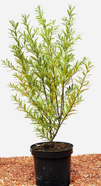 Hippophae rhamnoides 'Leikora', Sanddorn, orange Beeren, 60–100 cm