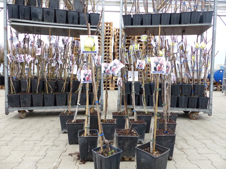 Feigenbaum 100 cm Obstbaum winterhart Ficus Carica, Feige, Obst
