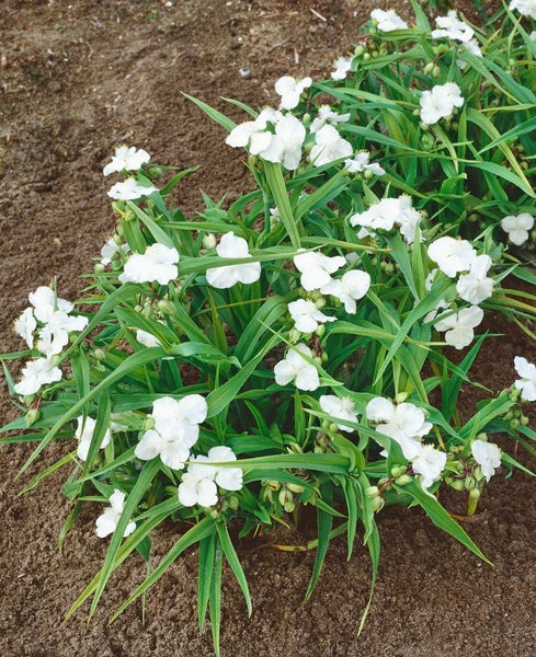 Tradescantia x andersoniana 'Innocence', weiß, ca. 9x9 cm Topf