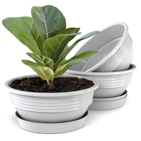 Feigenbaum im Topf und Pflanzgefäße