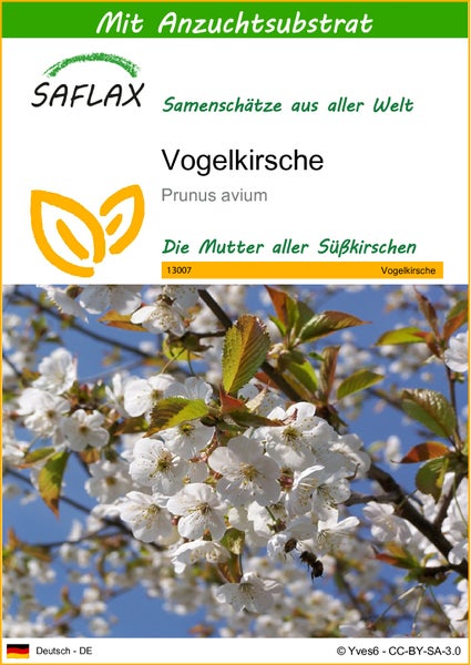 SAFLAX  - Vogelkirsche - Prunus avium - 10 Samen - Mit keimfreiem Anzuchtsubstrat