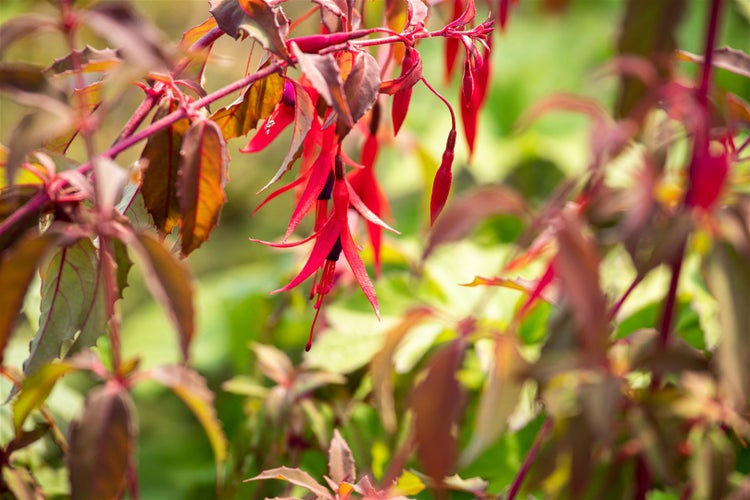 Fuchsia magellanica 'Riccartonii', winterhart, rot-violett, 30–40 cm