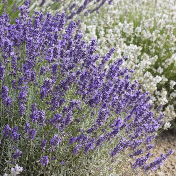 Blühender lila Lavendel im Vordergrund und weißer Lavendel im Hintergrund in einem Garten.