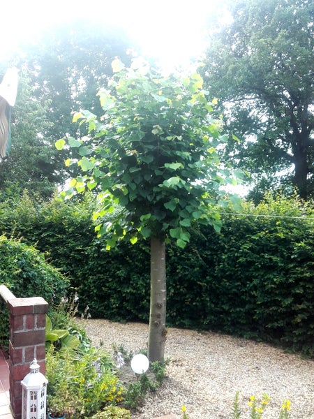 Tilia cordata 'Winter Orange'- Stämmchen, Winterlinde, Gesamthöhe 180-190 cm, Stammhöhe: 125 cm