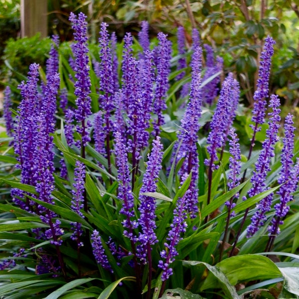 Lilienartige Pflanze mit violetten Blüten